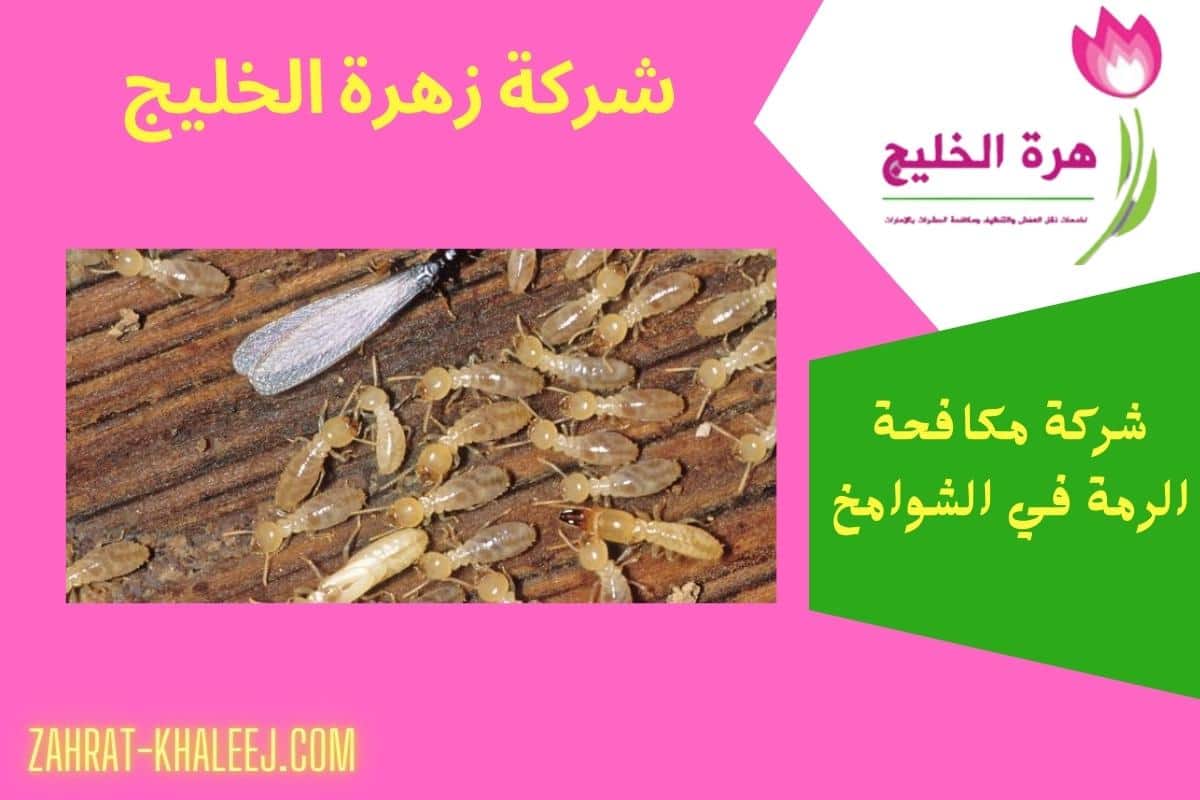 شركة مكافحة الرمة في الشوامخ بأبو ظبي