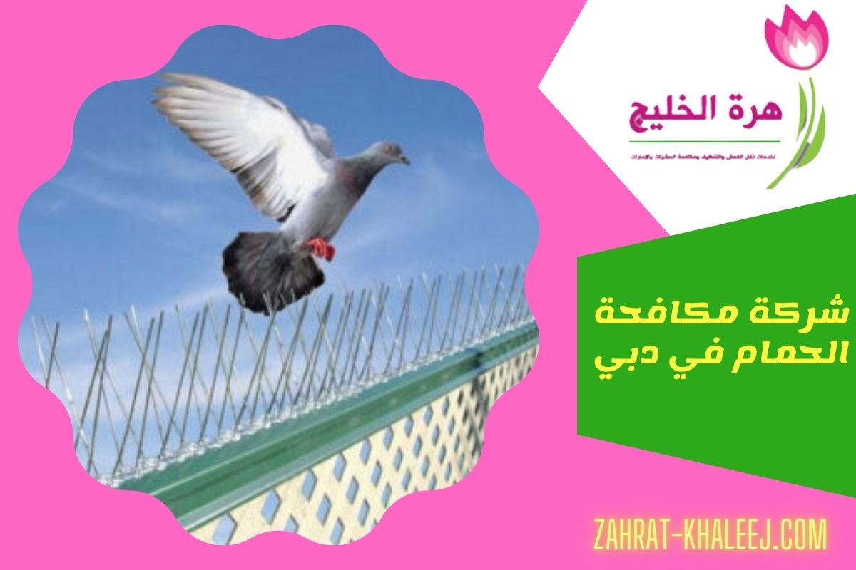 شركة مكافحة الحمام في دبي