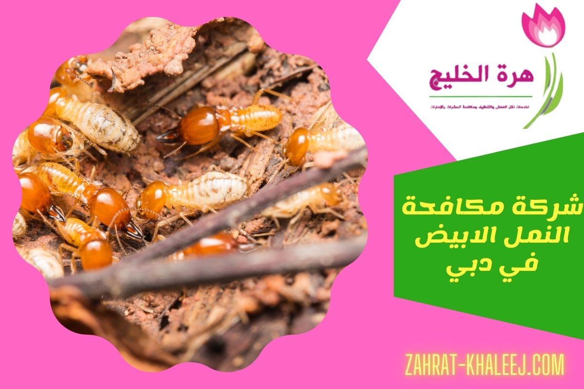 شركة مكافحة النمل الابيض في دبي