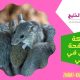 شركة مكافحة فئران في دبي