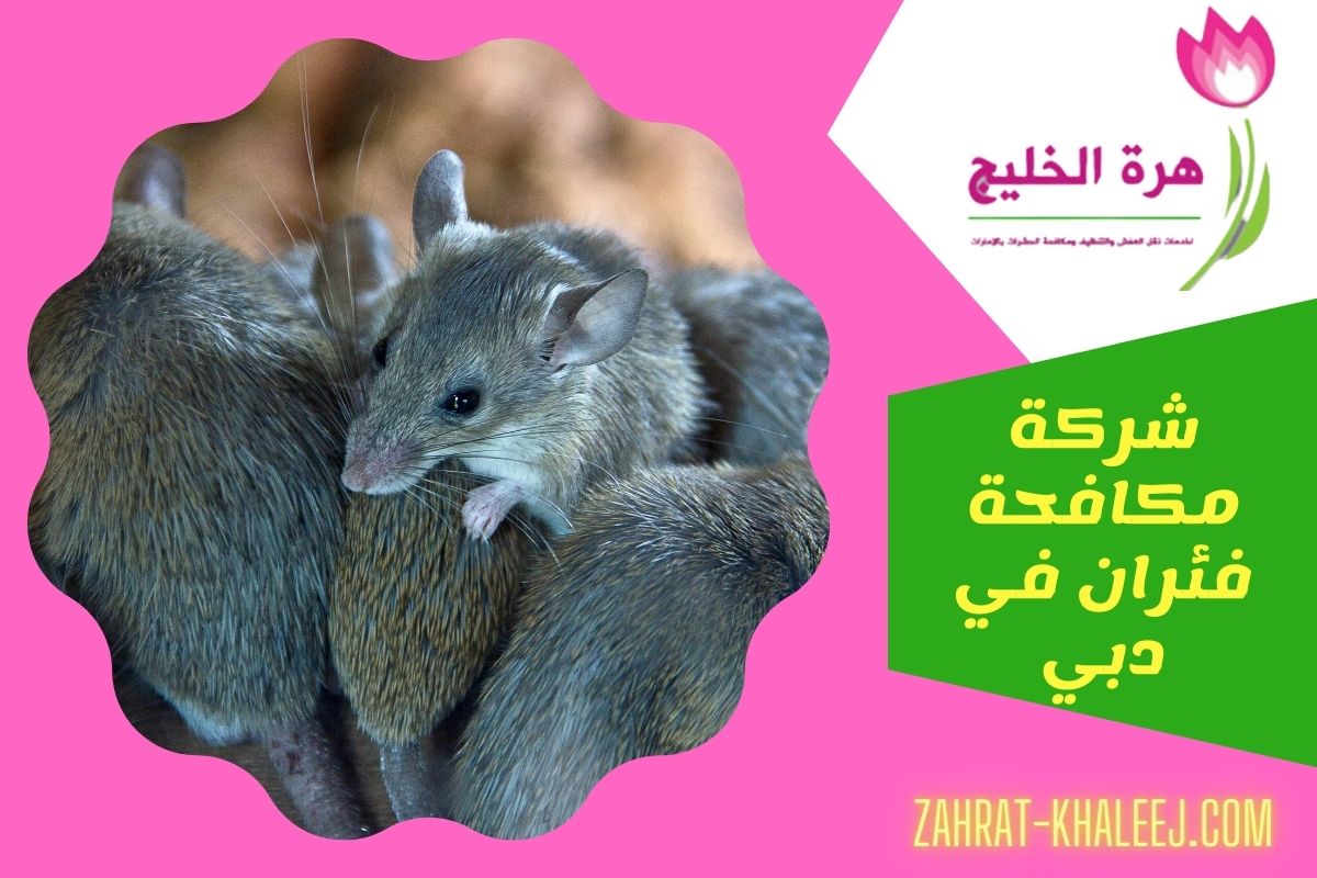 شركة مكافحة فئران في دبي